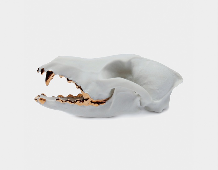 Coyote Canis Latrans